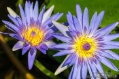 Travel photography:Water lilies on Hawaii, Hawaii USA