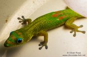 Travel photography:Gecko on Hawaii, Hawaii USA