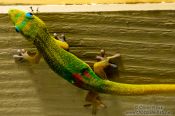 Travel photography:Gecko on Hawaii, USA