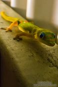 Travel photography:Hawaii gecko, USA