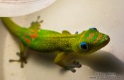 Travel photography:Hawaii gecko, USA