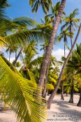 Travel photography:Palms in Pu`uhonua o Honaunau Ntl. Historical Park, USA