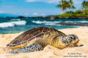 Travel photography:Sea turtle on a beach on Hawaii, USA