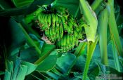 Travel photography:Bananas on Hawaii, Hawaii USA