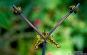 Travel photography:Triangular fern close, Hawaii USA