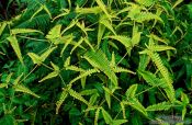 Travel photography:Ferns of Hawaii Island, Hawaii USA