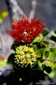 Travel photography:`Ohi`a lehua flower in Volcano Ntl Park, Hawaii USA