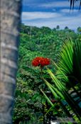 Travel photography:Red African Tulip, Hawaii USA