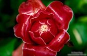 Travel photography:Ginger Tulip torch, Hawaii USA