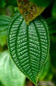 Travel photography:Leathery leaf, Hawaii USA