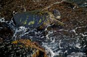 Travel photography:Hawaiian Sea Turtle grazing at Pu`uhonua o Honaunau, Hawaii USA