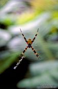 Travel photography:Spider, Hawaii USA