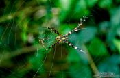 Travel photography:Spider, Hawaii USA