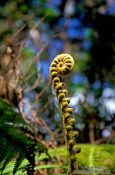 Travel photography:Uncurling fern, Hawaii USA