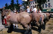 Travel photography:Competition horses at a festival in Vlissingen, Holland (The Netherlands)