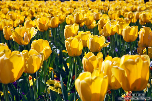 Tulips near the Chain Bridge in Budapest