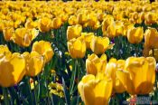 Travel photography:Tulips near the Chain Bridge in Budapest, Hungary