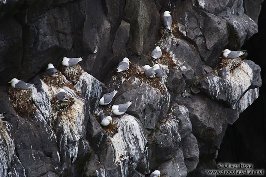 Nesting Kittiwakes (Rissa tridactyla) inhabit the Arnarstastapi cliffs