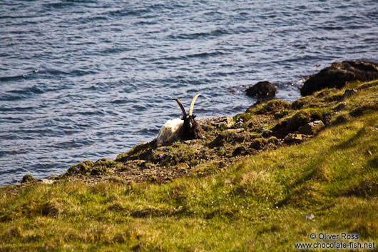 Ram near Breiðdalsvík