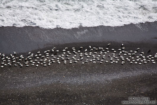 A group of Common Eider ducks (Somateria mollissima) near Djúpivogur