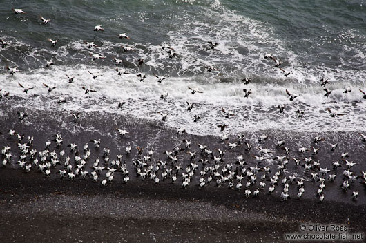 Departing Common Eider ducks (Somateria mollissima) near Djúpivogur