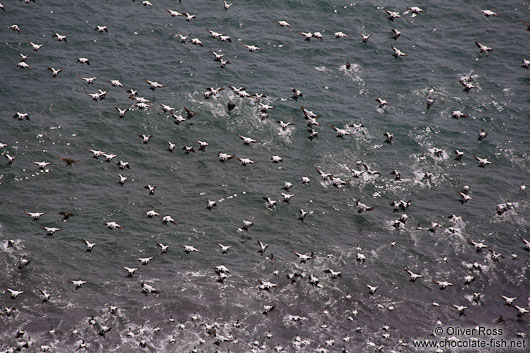 Common Eider ducks (Somateria mollissima) in flight on a beach near Djúpivogur
