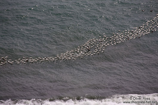 A group of Common Eider ducks (Somateria mollissima) near Djúpivogur