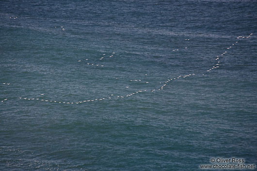 Common Eider ducks (Somateria mollissima) flying in formation near Djúpivogur