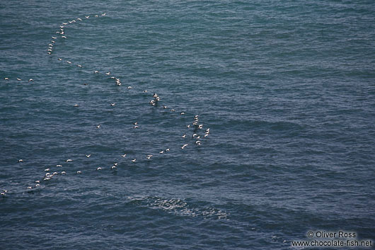 Common Eider ducks (Somateria mollissima) flying in formation near Djúpivogur