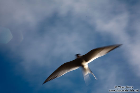 An arctic tern (Sterna paradisaea) near Hof