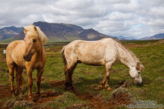 Iceland horses near Glymur