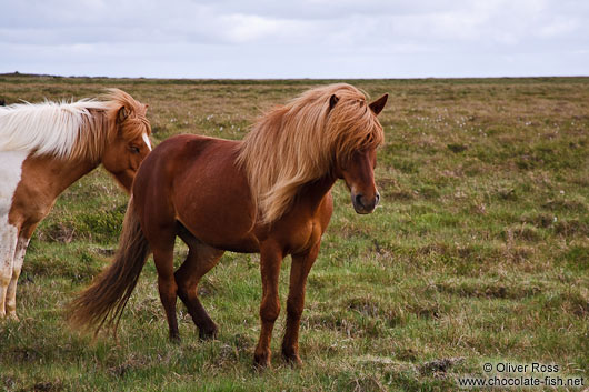 Iceland horses near Glymur