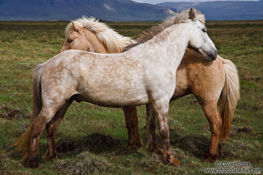 Iceland horses near Glymur