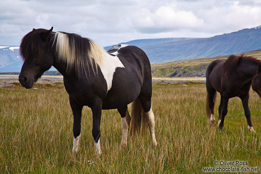 Iceland horses near Glymur