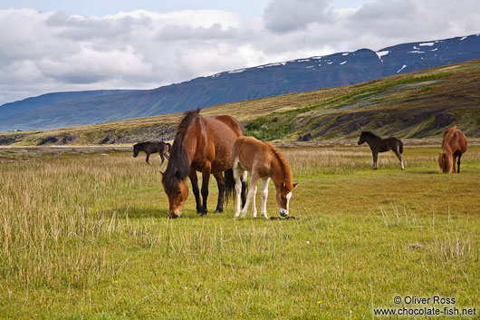 Iceland horses near Glymur