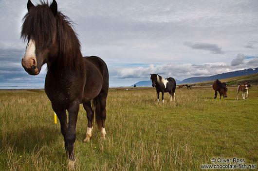 Iceland horses near Glymur