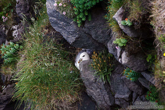 Nesting fulmar (Fulmarus glacialis) at the Ingólfshöfði bird colony