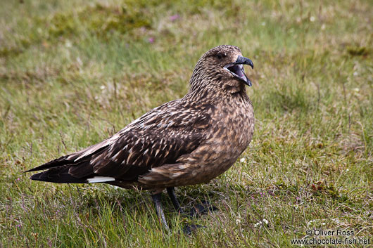 Great Skua (Stercorarius skua) at the Ingólfshöfði bird colony