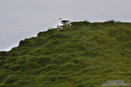 Great black-backed gull (Larus marinus) with two chicks at the Ingólfshöfði bird colony