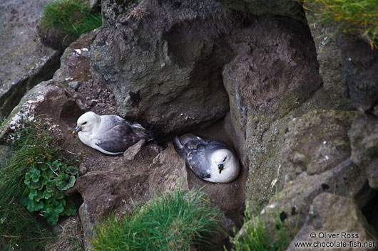 Breeding fulmars (Fulmarus glacialis) at the Ingólfshöfði bird colony