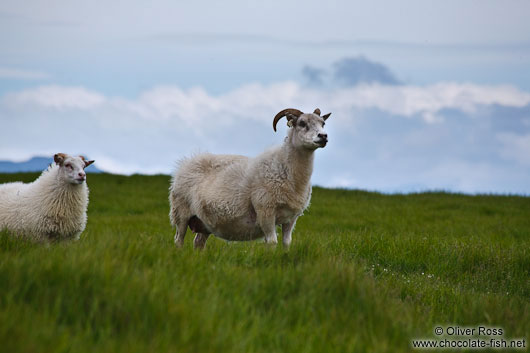 Sheep at the Ingólfshöfði
