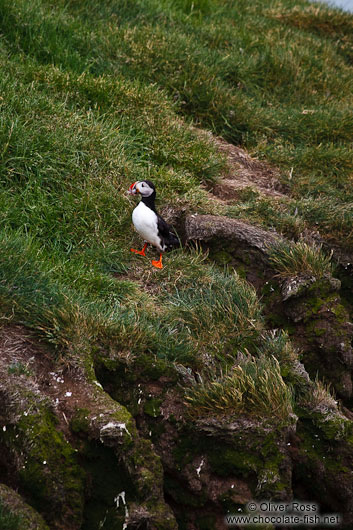 Atlantic puffin (Fratercula arctica) at the Ingólfshöfði bird colony