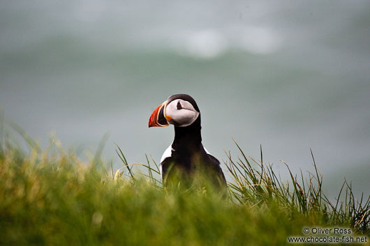 Atlantic puffin (Fratercula arctica) at the Ingólfshöfði bird colony