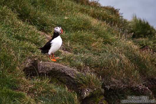 Atlantic puffin (Fratercula arctica) at the Ingólfshöfði bird colony