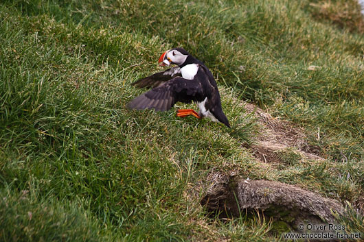 Landing atlantic puffin (Fratercula arctica) at the Ingólfshöfði bird colony