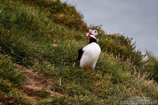 Atlantic puffin (Fratercula arctica) with small fish in his beak at the Ingólfshöfði bird colony