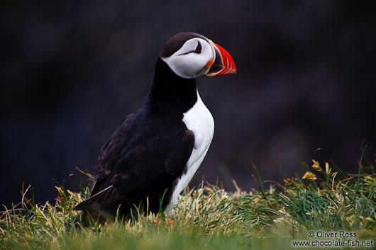 Atlantic puffin (Fratercula arctica) at the Ingólfshöfði bird colony