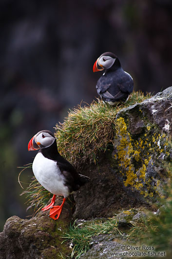 Atlantic puffin (Fratercula arctica) at the Ingólfshöfði bird colony