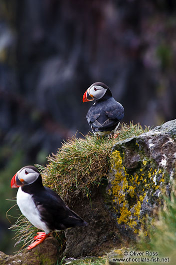 Atlantic puffin (Fratercula arctica) at the Ingólfshöfði bird colony