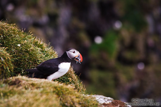 Atlantic puffin (Fratercula arctica) with sandeel prey at the Ingólfshöfði bird colony